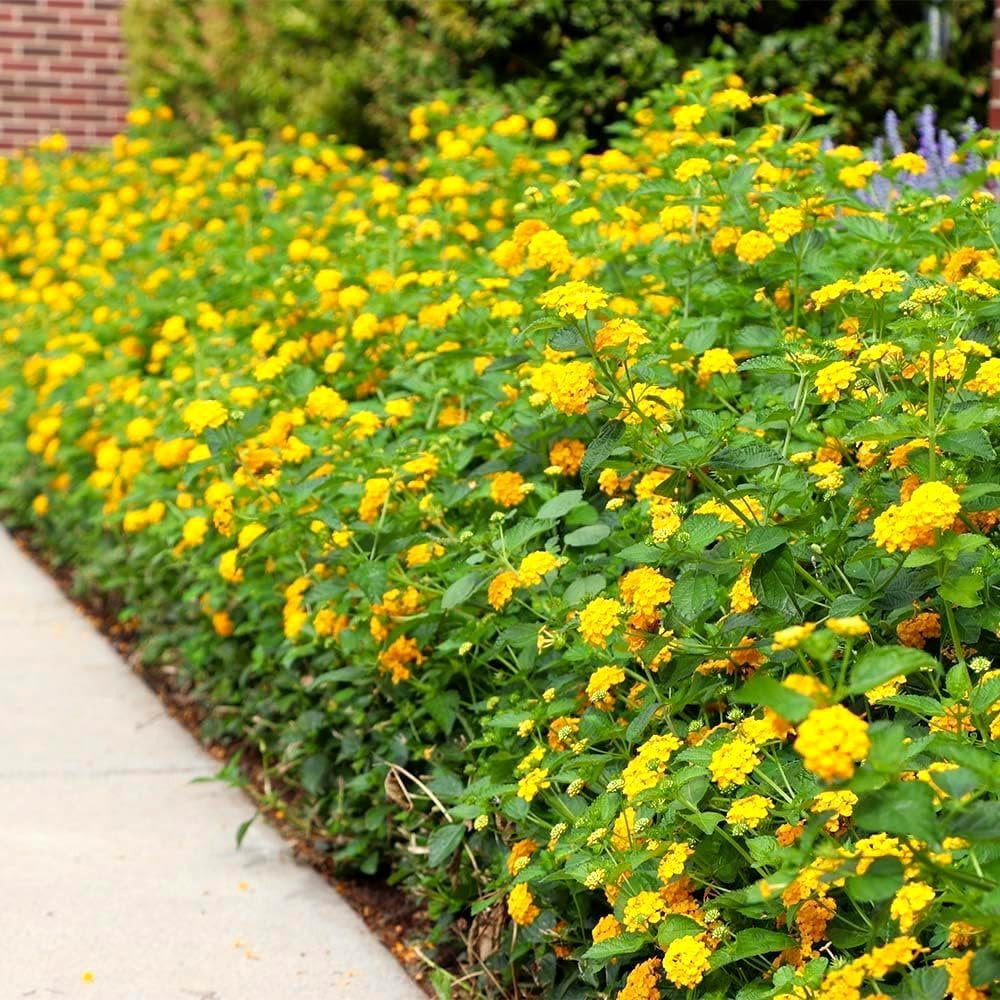 Lantana New Gold I 3 Live Plants I Verbenaceae Camara I Live Vibrant Golden Yellow Flowers, Heat and Drought Tolerant, Ideal for Hanging Baskets and Borders