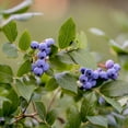 thumbnail image 2 of Expert Gardener 1-2 ft. Tall Legacy Blueberry Live Tree in 1- Gallon Grower Pot, 2 of 6