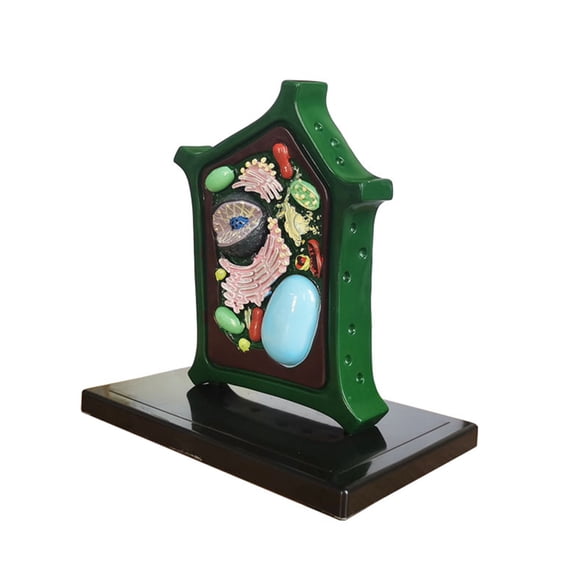 Plant Anatomy Model Biology Science Model Learning Aid Plant Cell Model Biology Teaching Aid for Classroom Display