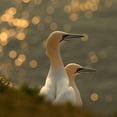 thumbnail image 3 of Kolbeck, Karen 15x15 Black Modern Framed Museum Art Print Titled - Gannets in sunset, 3 of 5