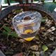 thumbnail image 5 of Plant Watering Artifact Automatic Watering Device Drip Irrigation System Suitable for Home Garden Flowers and Plants, 5 of 5