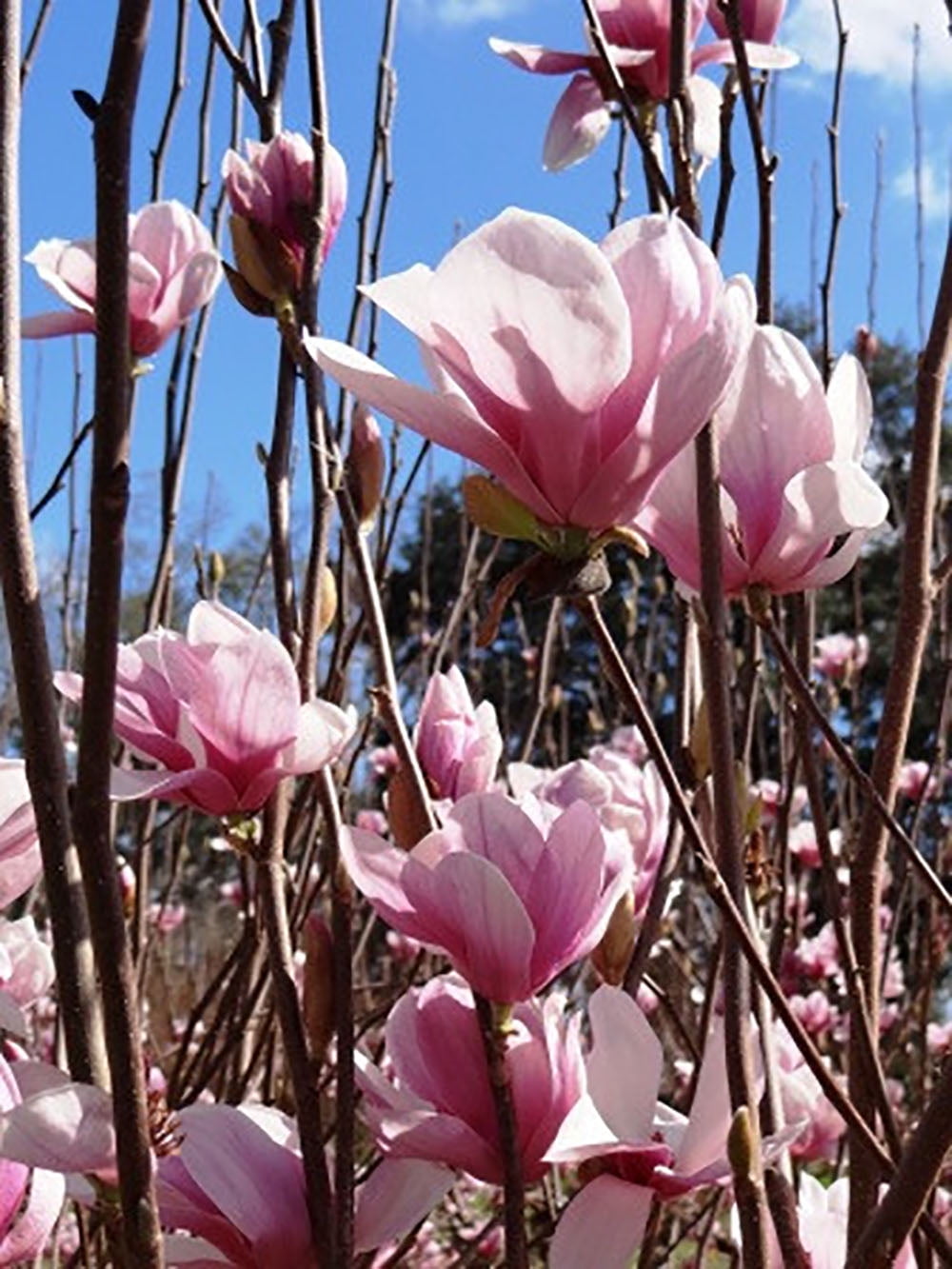 Expert Gardener 3-4 ft tall Alexandrina Japanese Magnolia Live Tree in 7-Gallon Grower Pot