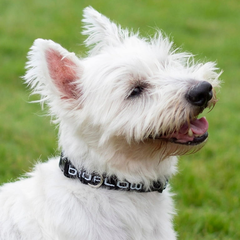Bioflow dog collar reviews sale