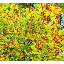 50 Tartar Maple Tree Seeds for Planting - Stunning Color