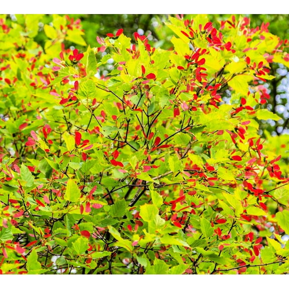 50 Tartar Maple Tree Seeds for Planting - Stunning Color