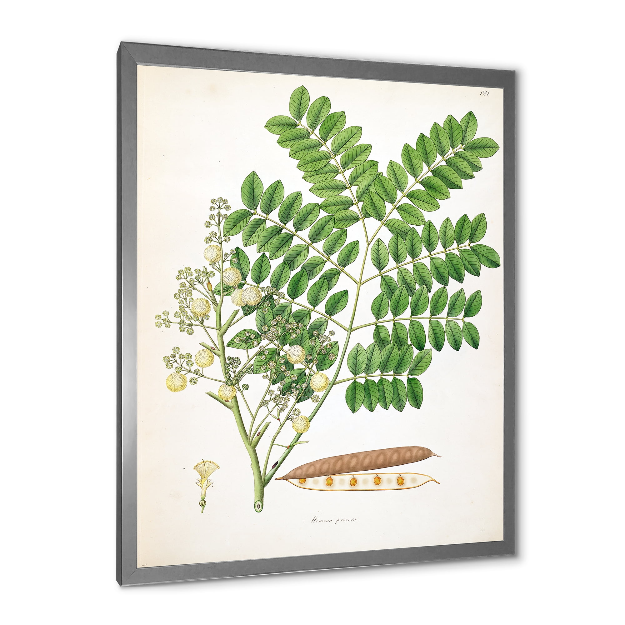 Designart 'Ancient Botanicals VII' Farmhouse Framed Art Print