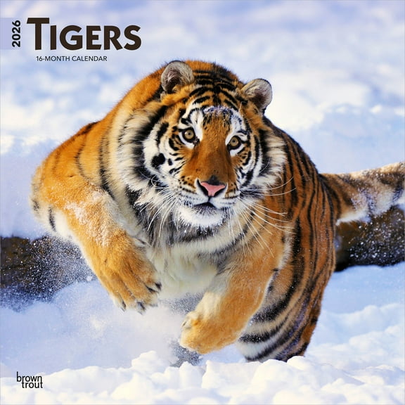 Tigers | 2026 12x24" (Hanging) Square Wall Calendar | Plastic-Free | BrownTrout