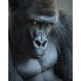 thumbnail image 2 of Mugg, Bill 12x14 Gold Ornate Wood Framed with Double Matting Museum Art Print Titled - Unhappy Gorilla, 2 of 4