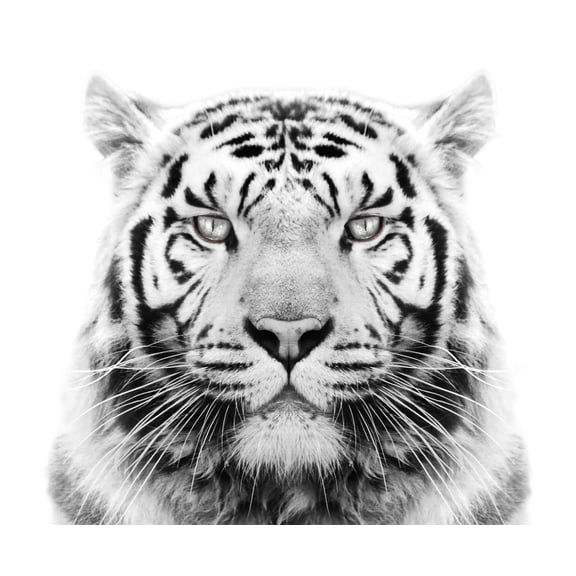 White Tiger Edible Image Icing Cake Topper for Quarter Sheet Cake, by TNCT