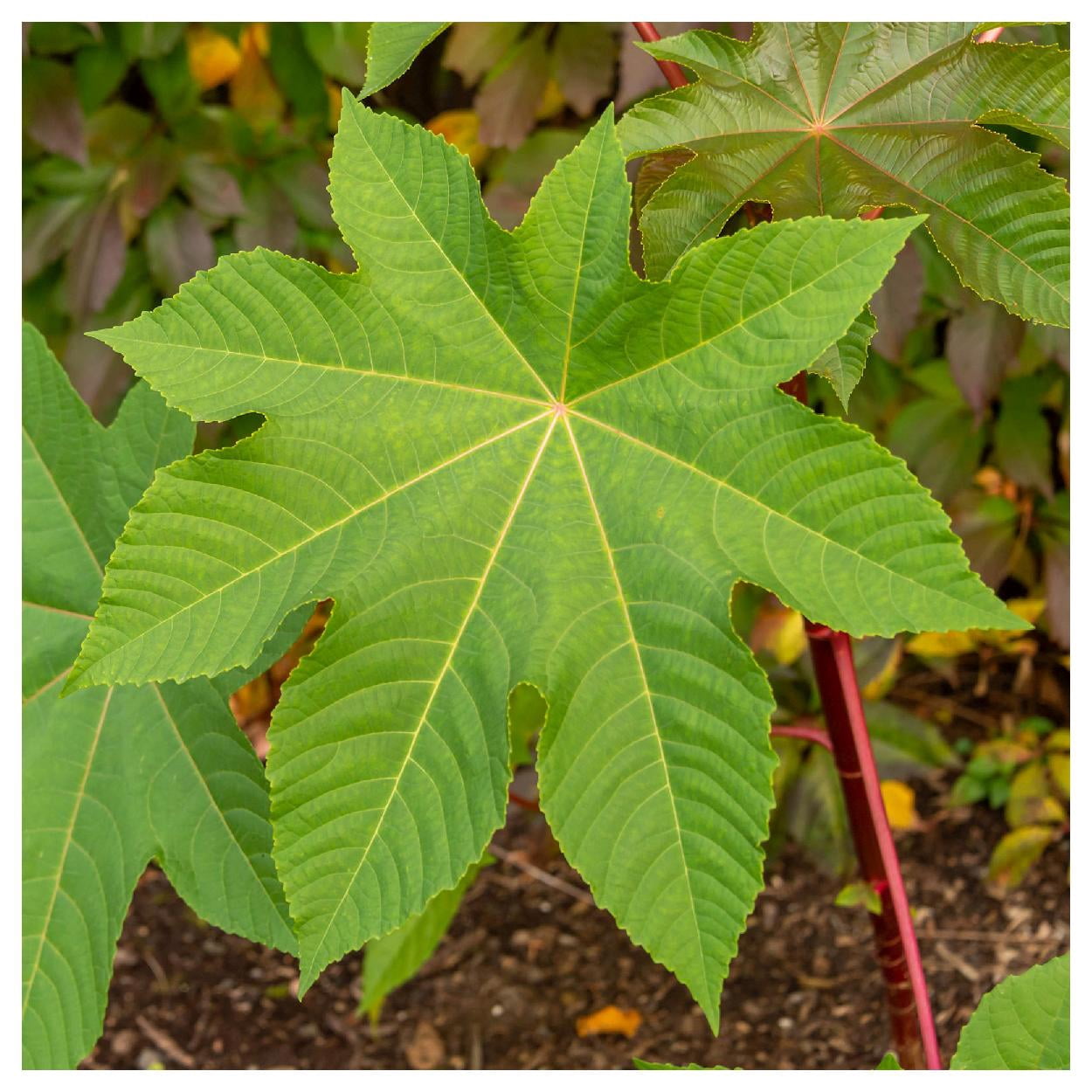 Everwilde Farms Zanzibar Castor Bean Flower Seed
