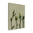 thumbnail image 3 of Trademark Fine Art Katie O'Shea Buds II Canvas Wall Art, 3 of 4