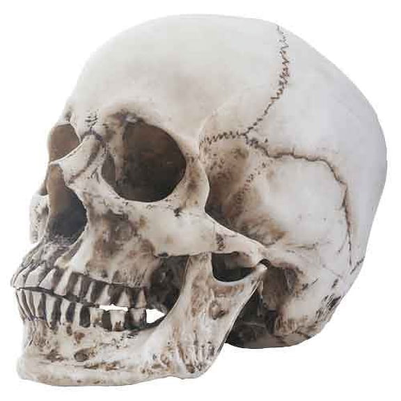 Two Piece Skull Head by Medieval Collectibles