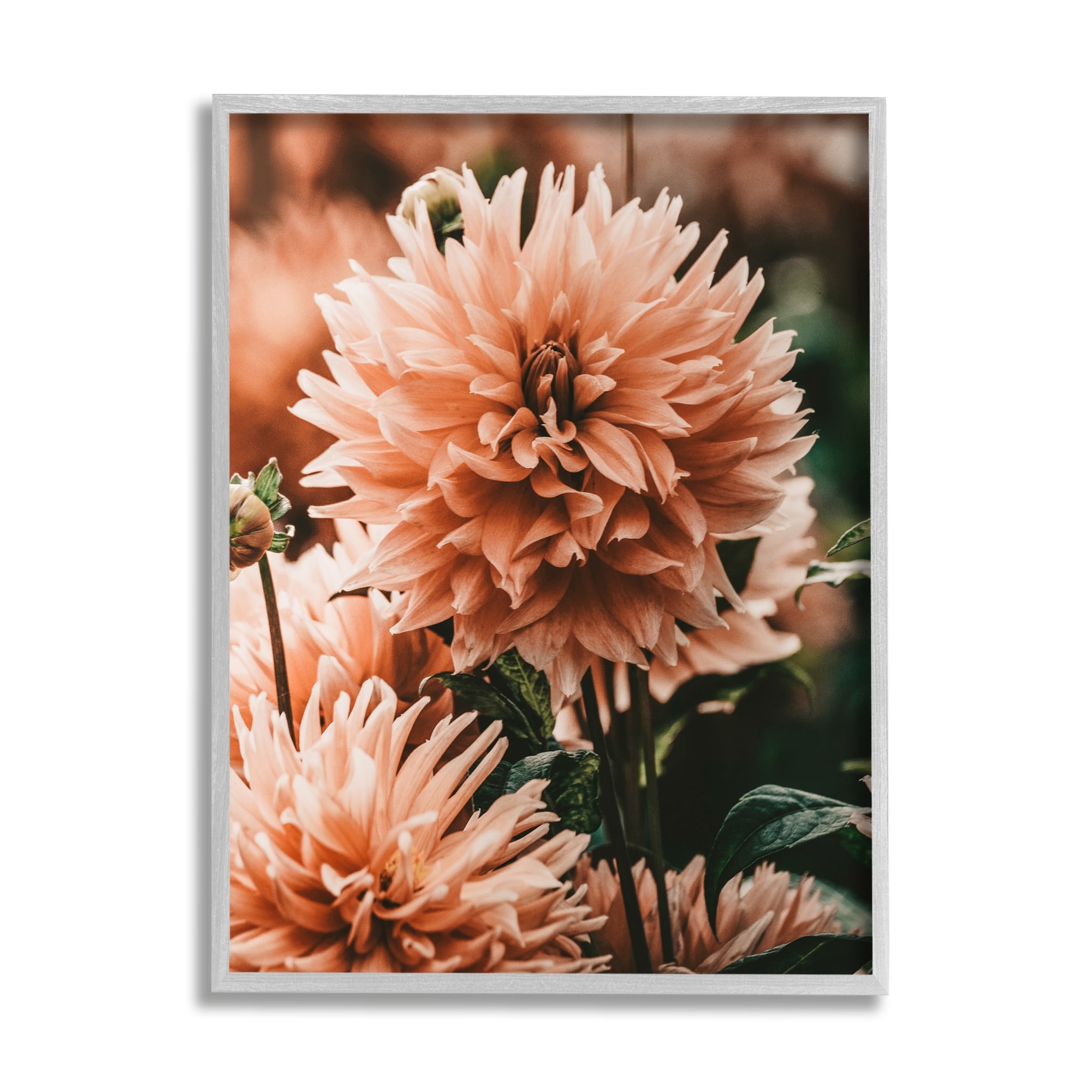 Stupell Industries Wild Pink Dahlias Spring Flowers Closeup Photography Framed Wall Art, 11 x 14, Design by Amy Brinkman