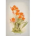 thumbnail image 2 of Alpenglow Workshop 23x32 White Modern Wood Framed Museum Art Print Titled - Epidendrum Orchid, 2 of 4
