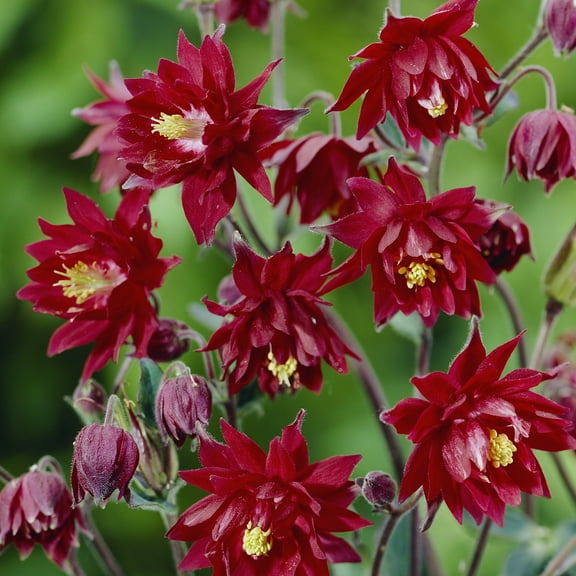 Van Zyverden Aquilegia Columbine Ruby Port Set of 5 Roots Red Partial Sun Perennial Pollinator 1 lb