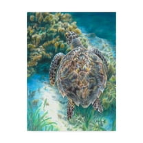 Trademark Fine Art 'Swimming Turtle' Canvas Art by Carla Kurt