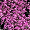 thumbnail image 2 of 200 MAGENTA PINK LOBELIA Regatta Lobelia Erinus Flower Seeds, 2 of 2