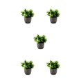 thumbnail image 3 of Decodeary Green Eco-friendly Artificial Money Tree In Pot Long-lasting Durability Realistic Appearance new whitebabysbreath 5Set, 3 of 6