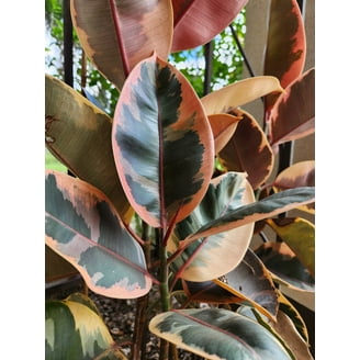 Walmart Bird of Paradise Strelitzia Reginae, Orange Tropical Plant, Live  Outdoor Starter Plant - Walmart.com