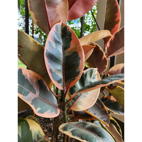 Ficus elastica "Ruby" Variegated Rubber Tree, Starter Plant. lot of 2