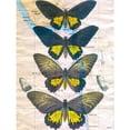 thumbnail image 3 of Butler, John 12x14 Black Modern Framed Museum Art Print Titled - Butterfly Map II, 3 of 5