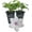 2 Plants, variant on Clematis John Paul II - Live Starter Plant in a 2 Inch Growers Pot - Starter Plants Ready for The Garden - Beautiful White and Pink Flowering Vine