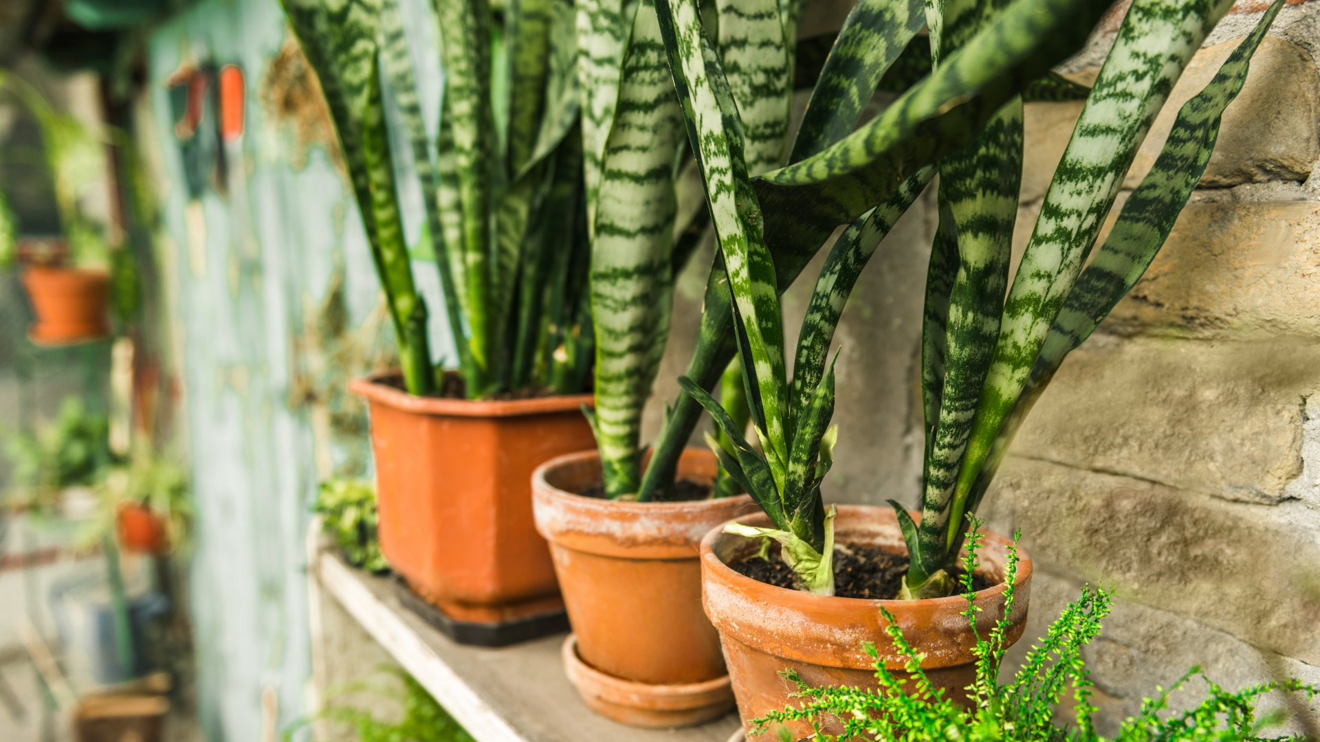4 in. Snake Plant Zeylanica Live Houseplant with Indirect Sun (3-Pack)