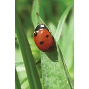 Ladybug / Ladybird on a Blade of Grass Journal : 150 page lined notebook/diary