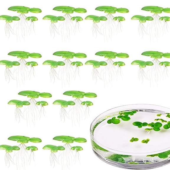 2 Pack Floating Plant For Fish Tanks Low Maintenance Decors Floating Duckweed