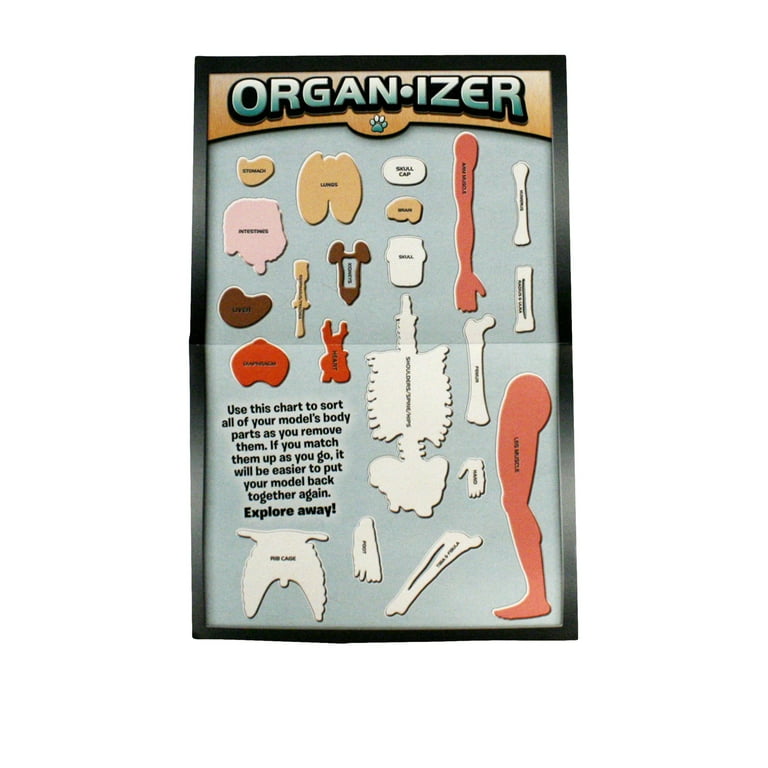 SMART LAB Squishy Human Body 21パーツ おもちゃ SmartLab Squishy Human Body Kit - Visible Science Anatomy