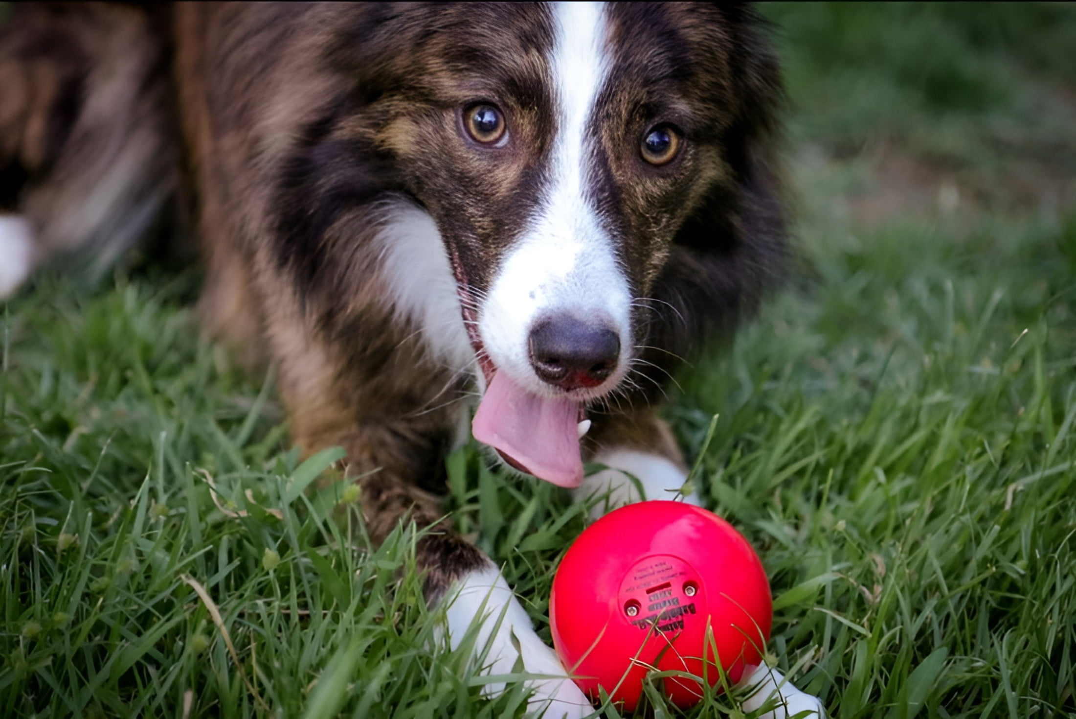 Pet Qwerks Animal Sounds Babble Ball Dog Toy, Large