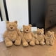 thumbnail image 1 of Large collection of plush toys, plush dolls, dolls, gifts, bags, keychains, Barcelona Bear 28cm, 1 of 1