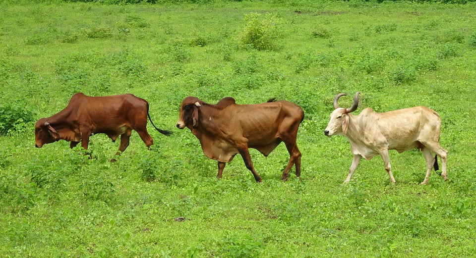 zebu smart watch