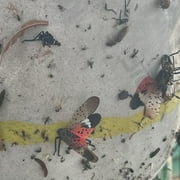 PIC Spotted Lantern Fly Insect Trap 20 ft