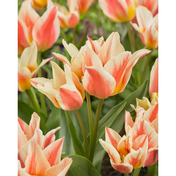 5 Shooting Star Tulip Bulbs for Planting - Perennial Tulip Flower Bulbs - Stunning Color (5 Bulbs)
