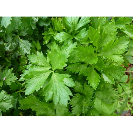 Cutting Celery Herb - Leaf Celery - Indoors/Out/Winter - Live Plant - 3