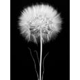 thumbnail image 2 of Rosenthal, Barry 19x24 White Modern Wood Framed Museum Art Print Titled - Salsify, 2 of 4