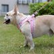 thumbnail image 5 of Juego de arneses y correas para perros Mercano Soft Mesh para mascotas pequeñas, 5 of 8