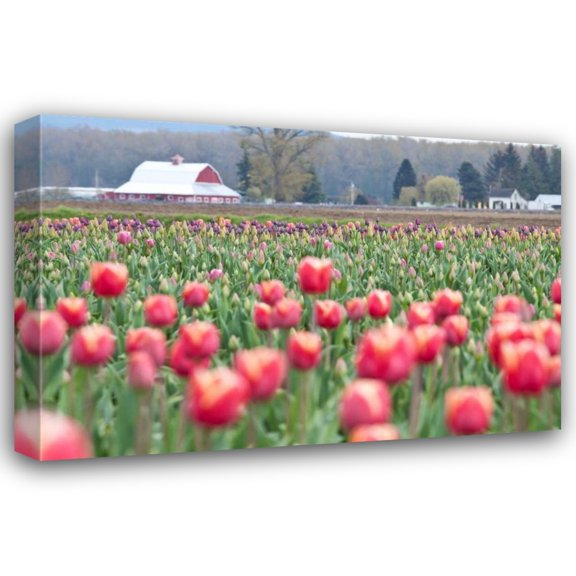 Dana Styber 18x13 Gallery Wrapped Canvas Wall Art Titled - Tulip Homestead