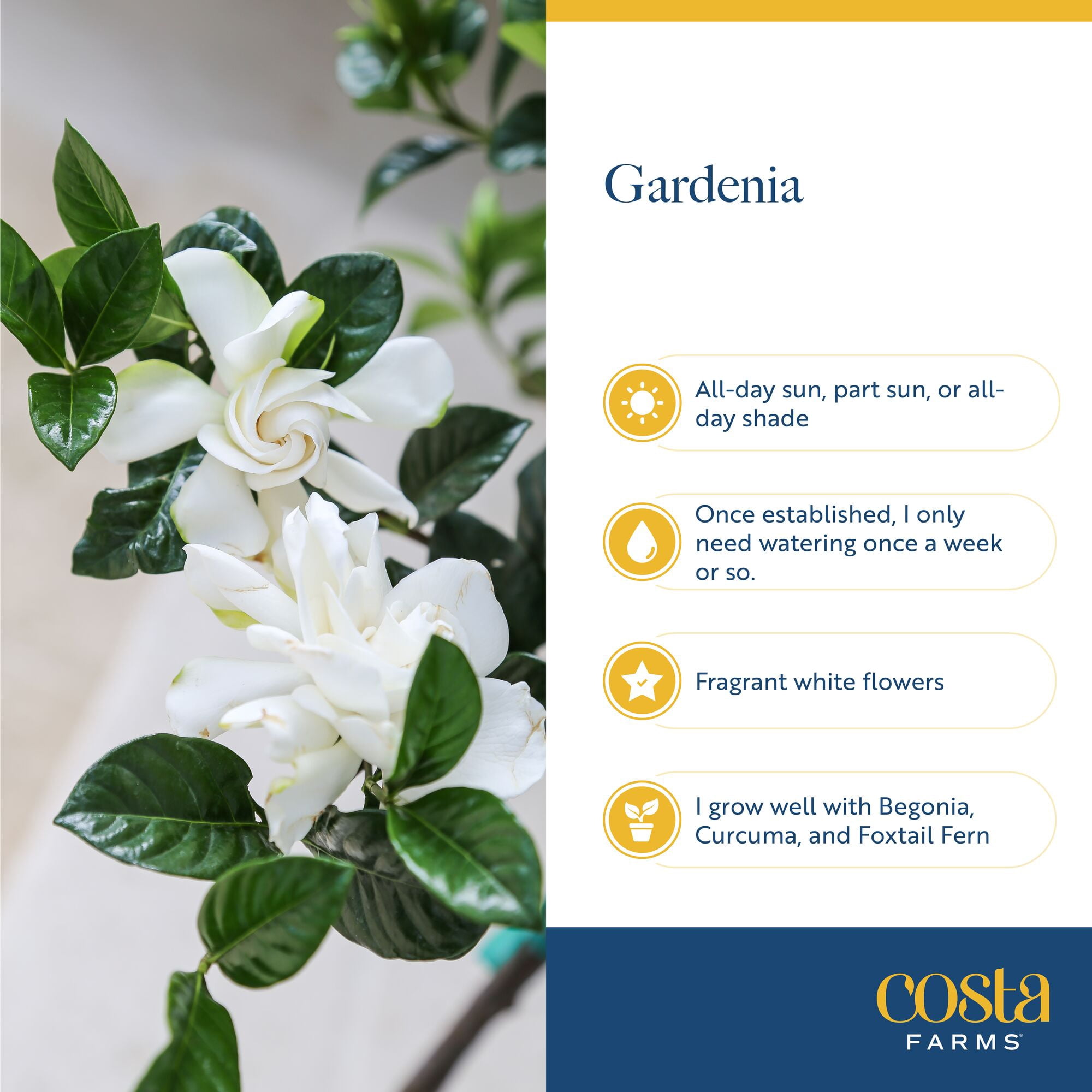 12" Gardenia Live Outdoor Plant in 6" Grower Pot