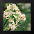 thumbnail image 2 of Urquhart, Elizabeth 12x12 Black Modern Framed Museum Art Print Titled - Apple Blossoms II Crop, 2 of 5