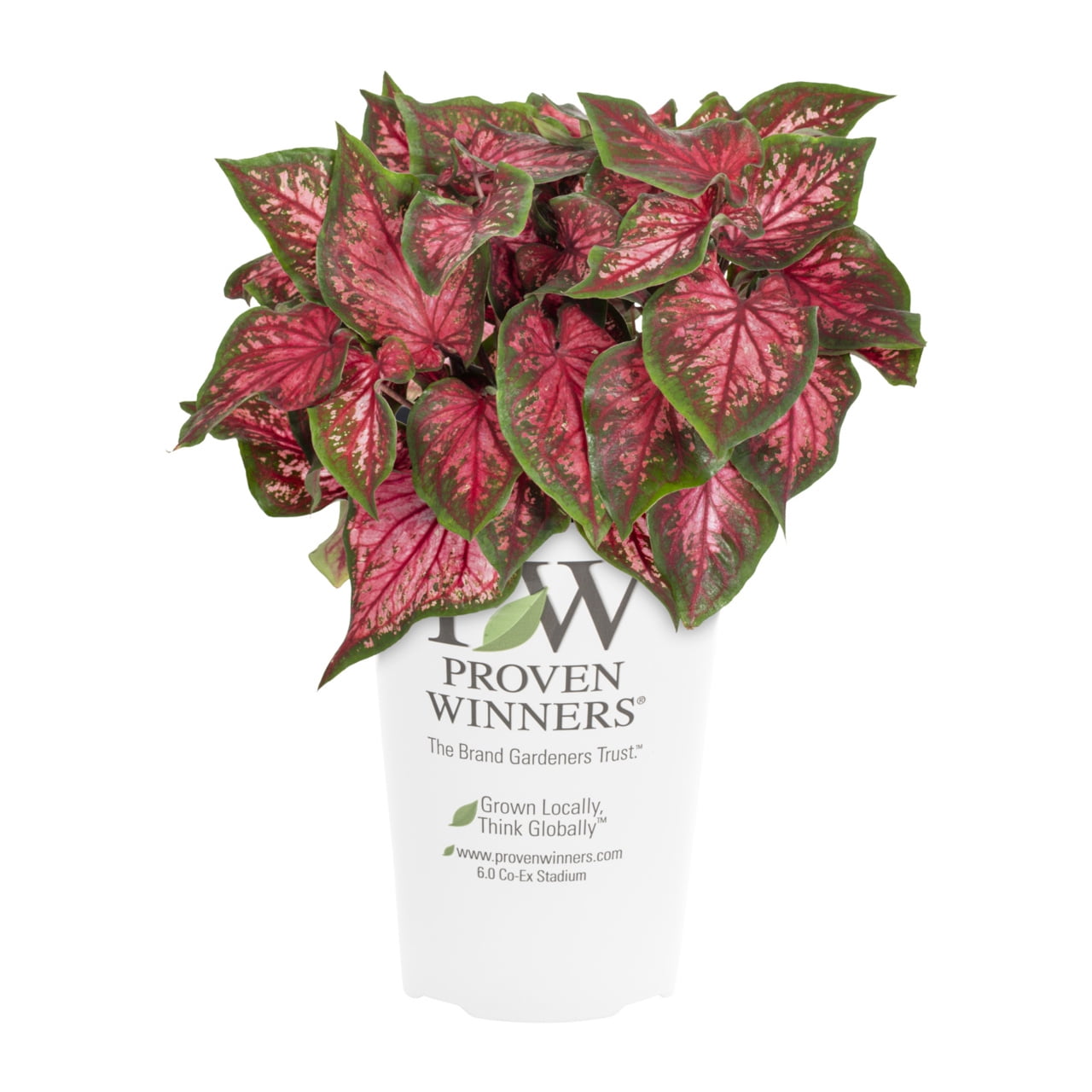 Proven Winners 2QT Multicolor Caladium Live Annual Plant Sun 3-Pack
