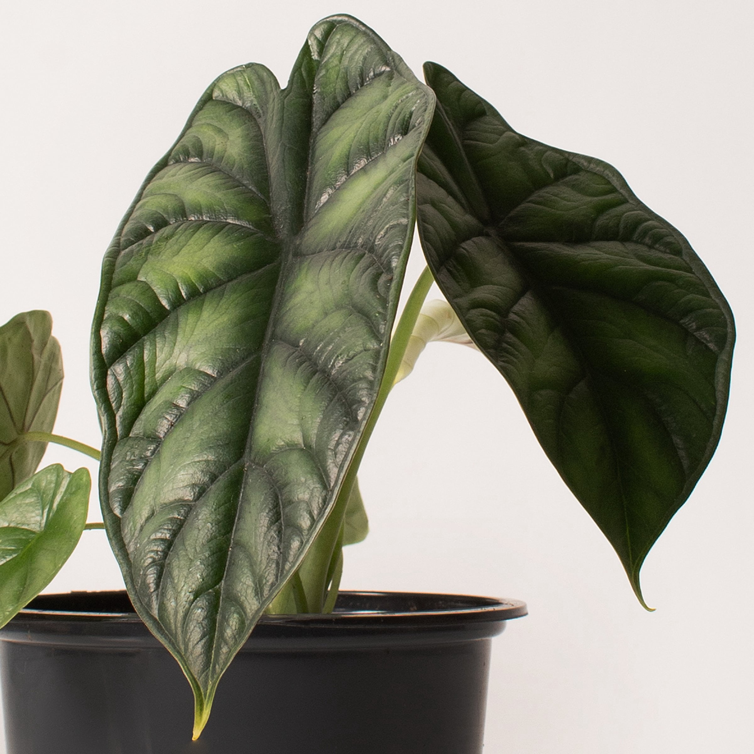 6 in. Alocasia Dragon Scale Plant in Grower Container