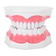 thumbnail image 2 of Modelo de diente dental para estudio de demostración oral para adultos, herramienta de enseñanza para dentistas con cepillo, 2 of 15