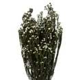 thumbnail image 2 of Vickerman 12-22" Natural White Phylica Bundle. Includes 10 oz (2 -5oz Bundles), Preserved, 2 of 5