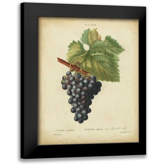 Bessa 12x14 Black Modern Framed Museum Art Print Titled - Antique Bessa Grapes I