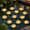 Warm White-6 inch, variant on 12 Pack Floating Lotus Pool Lights, Warm White, 5 Inch, Water Activated Waterproof Decor for Ponds, Gardens, Weddings