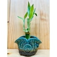 thumbnail image 5 of Lucky Bamboo 446 in Ceramic Vase, 5 of 11