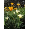 thumbnail image 5 of TomorrowSeeds - Ivory Castle California Poppy Seeds - 2000+ Count - For 2026 Planting Cream White, 5 of 10