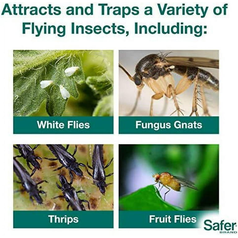 Shop Sticky Traps For Plants - Fungus Gnat and Fruit Fly control – Classy  Casita